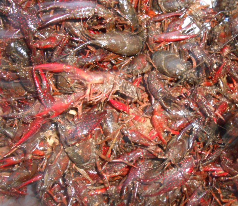 Live Crawfish and Seafood Shipped to Door/Airport
